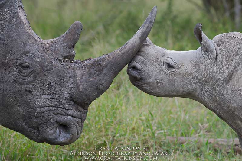 White Rhino and calf - Copyright © Grant Atkinson